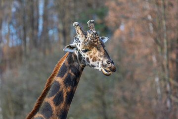 Giraffe head portrait in profile. In the background is a meadow with nice bokeh.