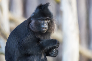 Little black monkey Black Mangabay - Lophocebus aterrimus