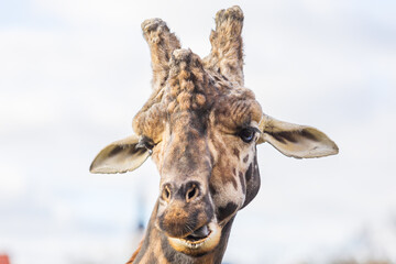 Giraffe head portrait in profile. In the background is a meadow with nice bokeh.