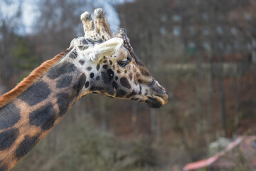 Giraffe head portrait in profile. In the background is a meadow with nice bokeh.