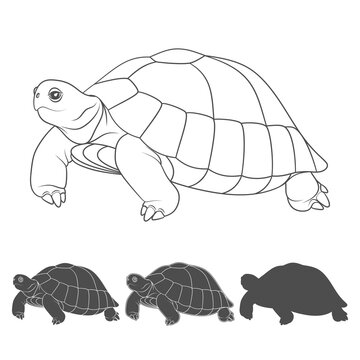 Set of black and white illustrations with turtle. Isolated vector objects on white background.