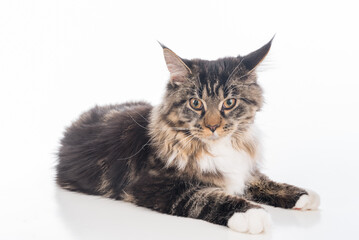 Obraz premium Curious Gray Maine Coon Cat Lying on White Desk with Reflection. White Background. Portrait