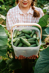 Caucasian teenage girl wearing pastel pink plaid shirt standing in greenhouse surrounded with green leaves and holding basket full of fresh green cucumbers. Eco organic gardening, harvest season. 
