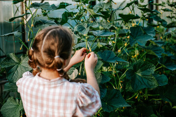 Caucasian teen girl from behind with braided hair wearing plaid shirt taking care of cucumber bushes in greenhouse in sunny summer day. Focus on plants. Gardening in countryside