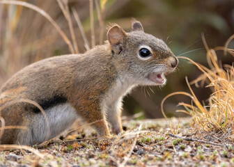 Red Squirrel, Melodious Chatter. Capturing the Energetic Red Squirrel's Vocal Symphony - A Noisy Delight of Chirping and Chattering Rodent.  Wildlife Photography.
