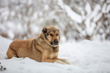 dog in a kennel under snow