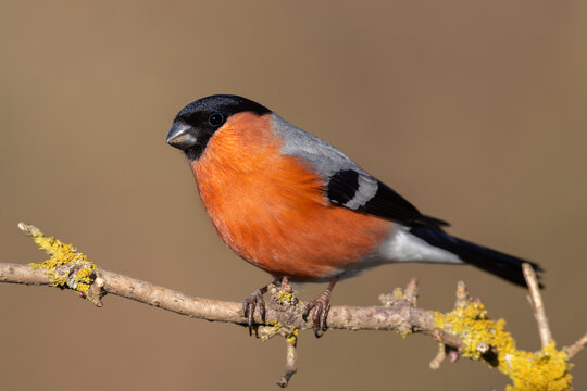 Gimpel oder Dompfaff (Pyrrhula pyrrhula), M&auml;nnchen