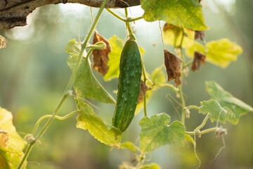 Fresh Organic Cucumbers Growing on Backyard