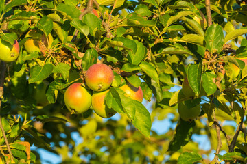 Reife Äpfel an Apfelbaum