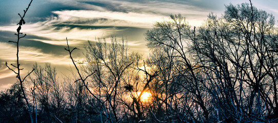 Obraz premium Sunset in the forest