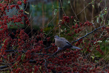 Birds pigeons on a tree eat berries.