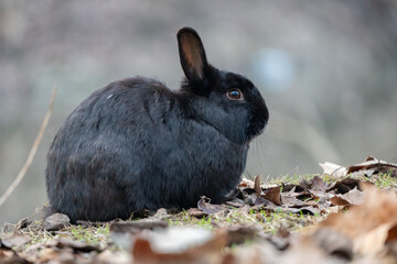 Cute rabbit enjoying the nature.