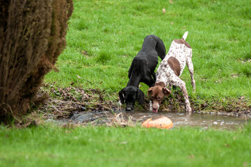 deux chiens de chasse buvant dans un ruisseau