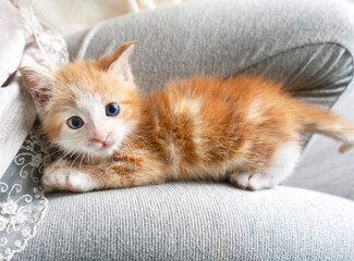 Fototapeta na wymiar Sweet fluffy little ginger kitty with blue eyes sitting at the child's feet.
