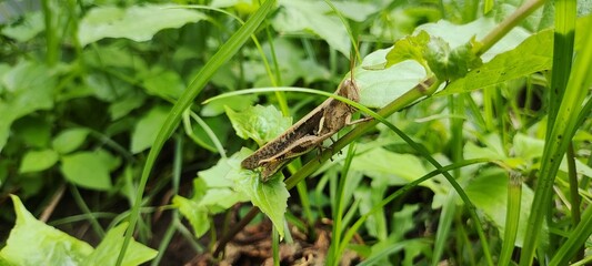 Grasshopper on a leaf