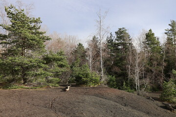 Fototapeta premium Ancienne carrière du puy de la vache, commune de Saint Genes Champanelle, département du Puy de Dome, France