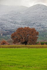 Lonely tree in a field on a sunny cloudless morning.