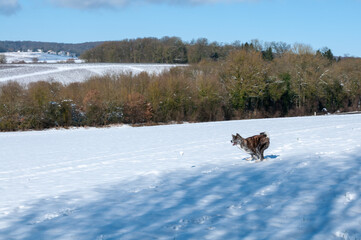 akita courant dans la neige !
