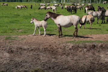 Wild tarpan horses in their natural habitat on a summer day. Herd of horses in the pasture.