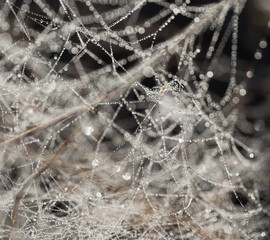 Spider web with water drops close up. Nature concept background. Selective focus