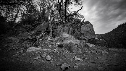 impressive root structure of a tree.
