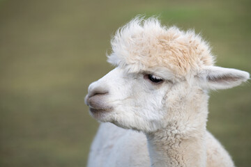 Portrait of a white alpaca standing in a green pasture. The head is turned to the side. The animal looks attentively to the edge of the picture. There is space for text.