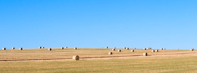 Obraz premium Numerous round haystacks in a green flat field with a blue sky. Montceau et Echarnant, Burgundy, France.