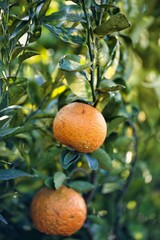 Clementine tree
