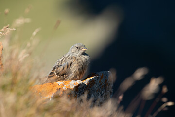 Alpine accentor in a mountain meadow in the Alps