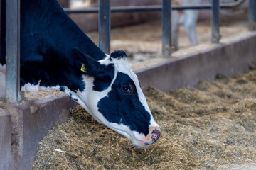 Selective focus face of black and white Dutch cow standing in the barn gate and eating straw or hay...