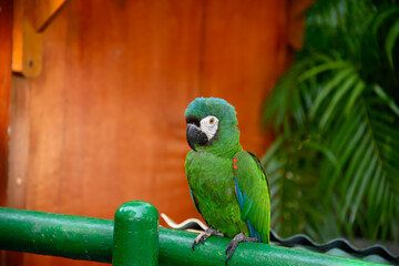 Parrot on a fence