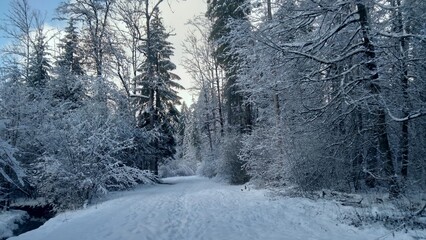 road in forest