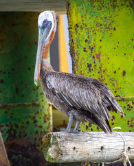 Brown pelican on a dock