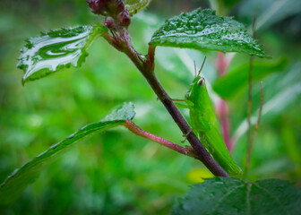 Insect portrait in the forest