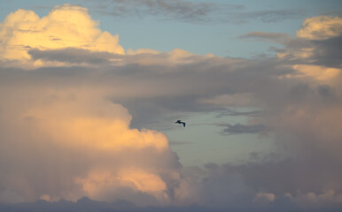 Bird in the clouds at sunset