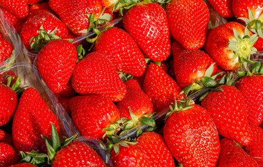 Bright red juicy mammoth strawberries freshly picked on display in the local market and ready to be enjoyed.
