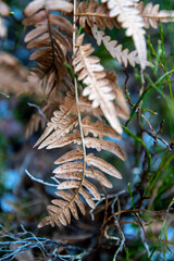 dried fern leaves in the forest