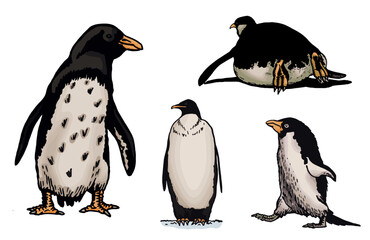 Color vector set of penguins on white isolated , bird of Antarctica and the south coast of Africa