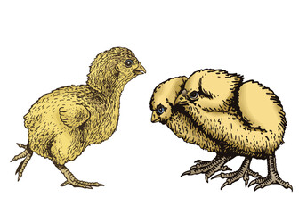 Vector set of  yellow chicks isolated on white, color illustration. International egg day graphical elements