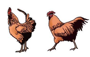 Vector color set  of roosters isolated on white background,graphical illustration