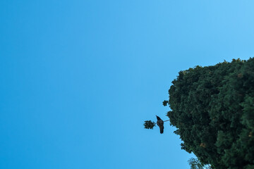 Obraz premium Black Crow sitting on a tree on blue sky background