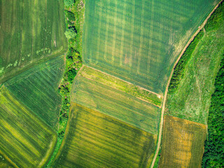 Drone's Eye View: A New Perspective on Agricultural Patterns. Aerial Agriculture: Uncovering Patterns from Above. - obrazy, fototapety, plakaty