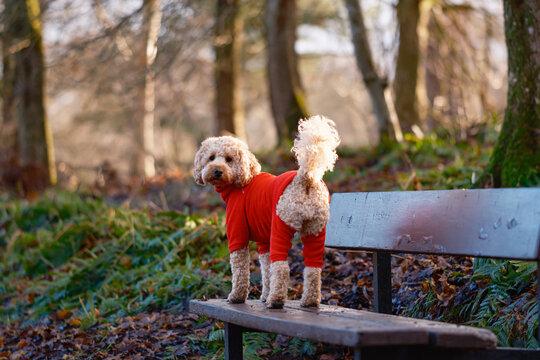 Cockapoo Dog In Red Fleece Outdoors In Park