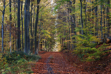 A path in the autumn forest