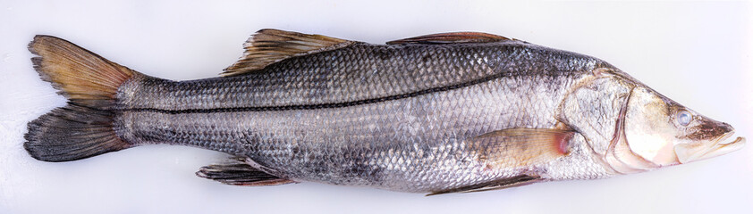 Robalo branco peixe