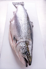 Robalo branco peixe