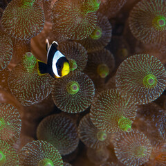 Yellowtail clown fish (Amphiprion clarkii)  Anemone fishes (Pomacanthidae-Amphiprioninae) ...