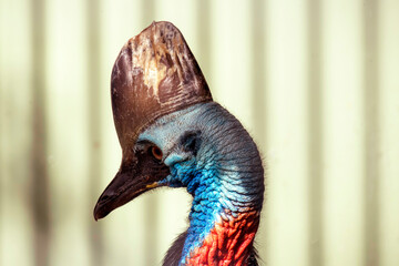 Southern Cassowary (Casuarius casuarius)