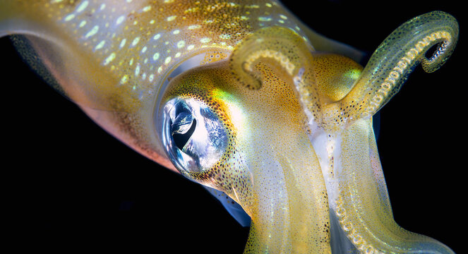 Bigfin reef squid (Sepioteuthis lessoniana)  Squids (Teuthida)  Indo-Pacific, 40 cm 