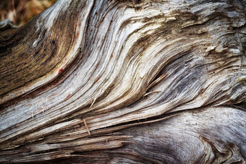 abstract detail on old colored rotten wood
